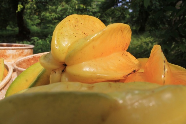 Kandungan Dan Manfaat Belimbing Bagi Kesehatan Tubuh